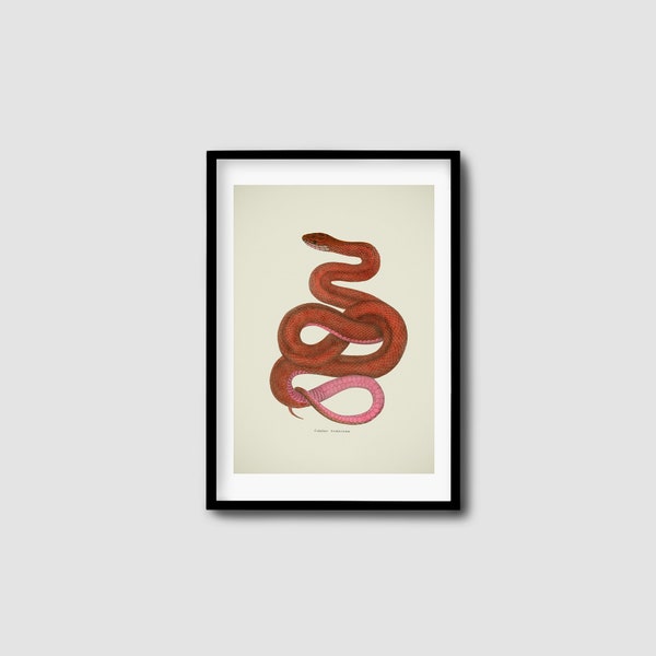 Vintage Snake Illustration Downloadable Art Print, Antique drawing Digital Download Print, obscure, unique, interesting Large scale artwork