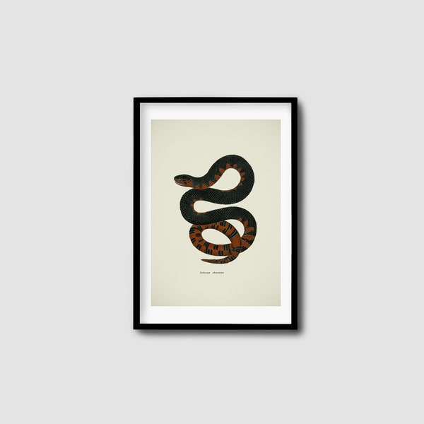 Vintage Snake Illustration Downloadable Art Print, Antique drawing Digital Download Print, obscure, unique, interesting Large scale artwork