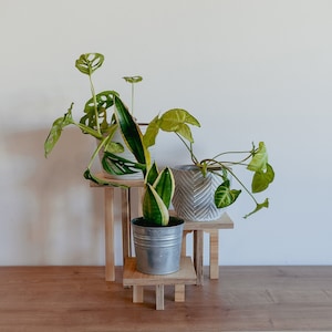 May include: Three potted plants on a tiered wooden stand. The top plant is a snake plant in a white ceramic pot. The middle plant is a monstera in a white ceramic pot. The bottom plant is a dracaena in a metal pot.