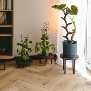May include: Three potted plants on dark wooden stands. The plants have green leaves and are in dark blue and black pots. The stands are round with three legs. A black metal trellis supports one of the plants. The stands are on a light wood floor.