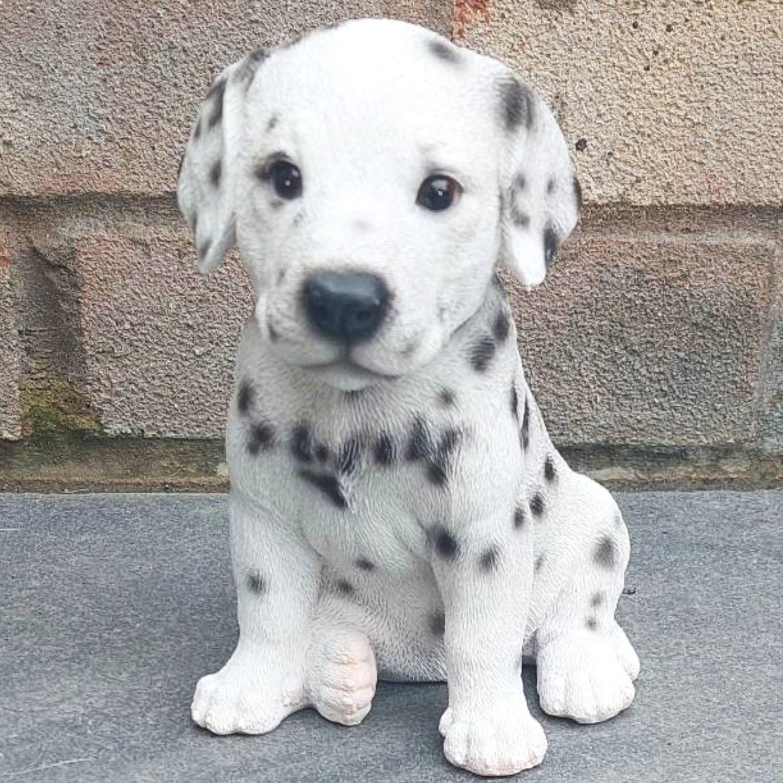 White dalmatian hot sale puppy