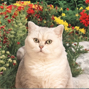 cute cat