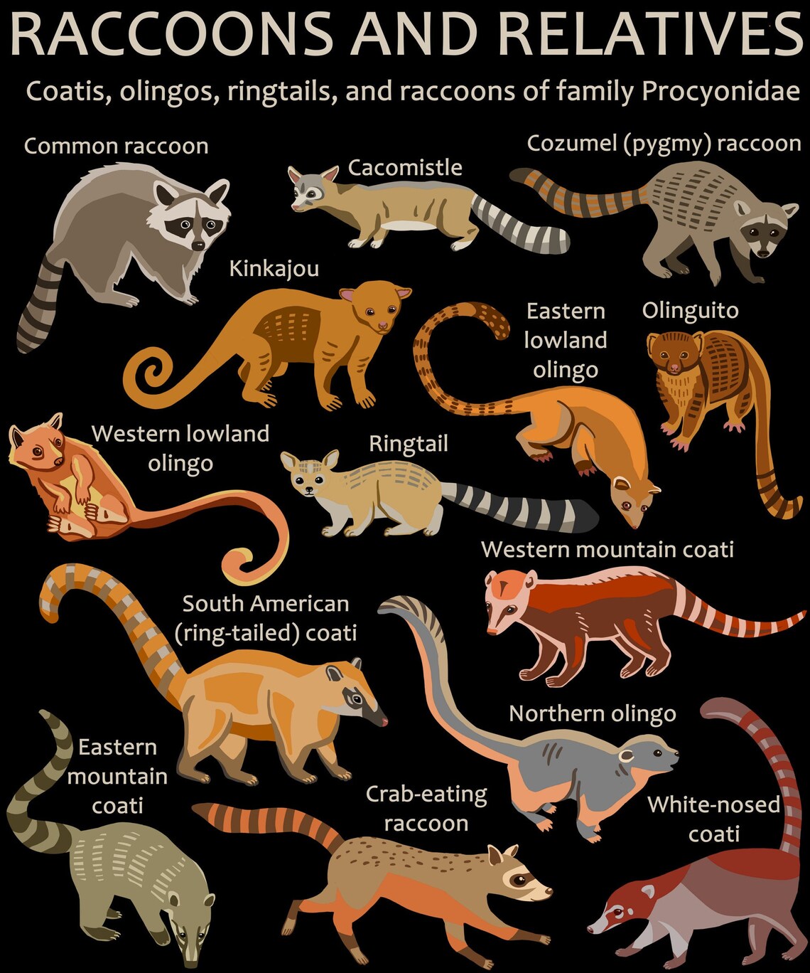 Raccoons and Relatives Poster Coatis Olingos Kinkajous | Etsy