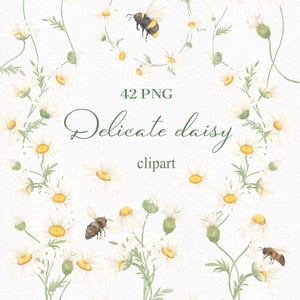 Op de afbeelding: Waterverfillustratie met delicate madeliefjes clipart. De afbeelding toont witte madeliefjes met gele centra, groene stelen en bladeren, en bijen. Tekst luidt "42 PNG Delicate daisy clipart."