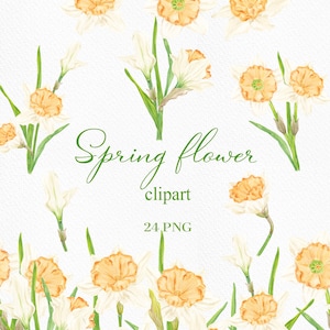 Påsklilja Akvarell Clipart, Blombuketter, Vårblommor (24 PNG, Digital nedladdning)