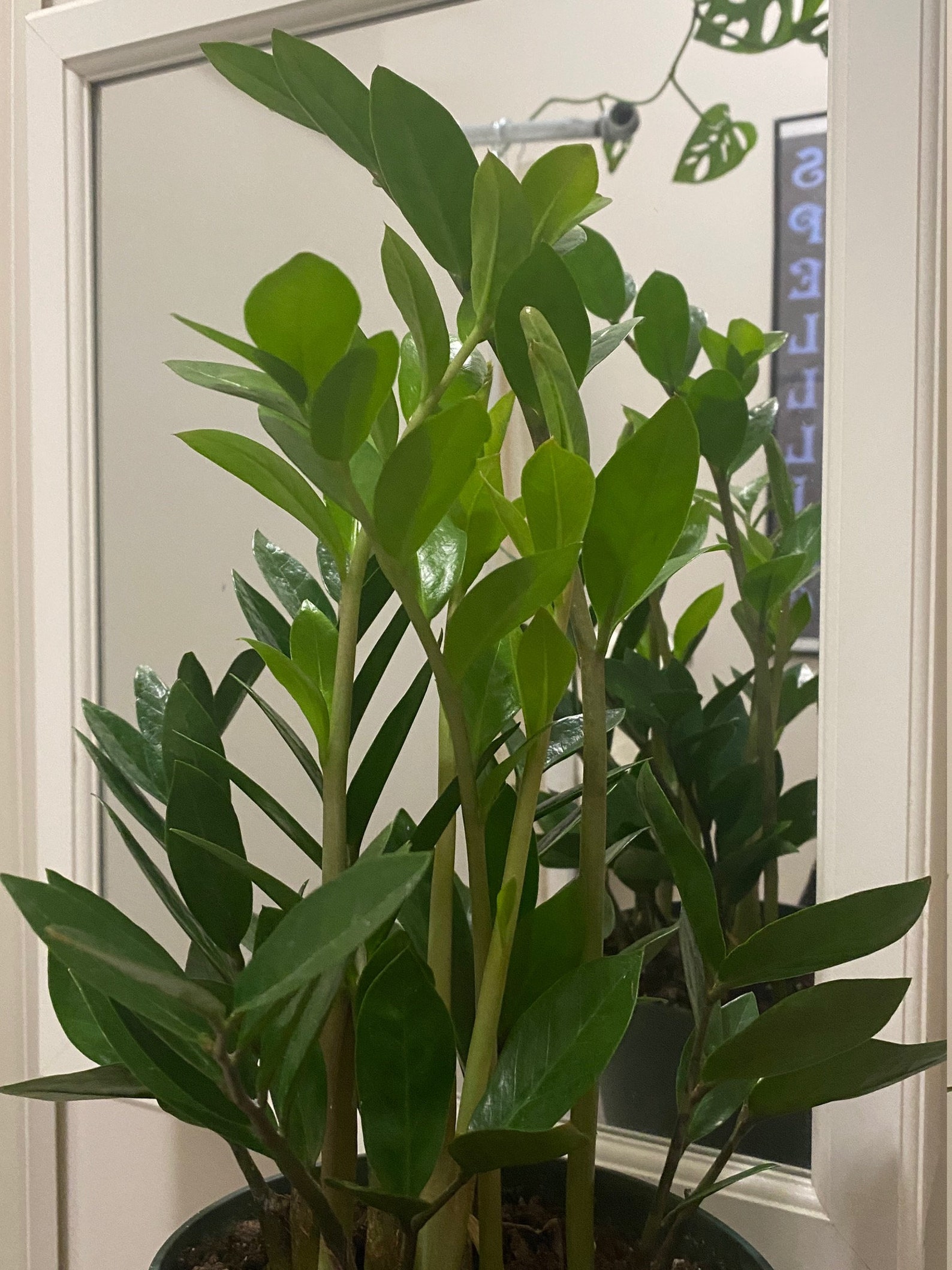 ZZ Plant Cutting Etsy