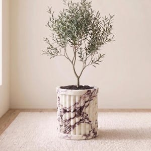 May include: A small olive tree in a decorative planter. The planter is cylindrical with a white and purple marble design. The tree has green leaves and a slender trunk. The planter sits on a light-colored rug.