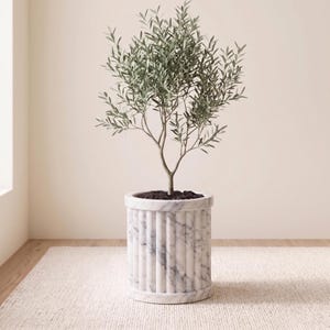 Pode incluir: Uma oliveira num vaso de mármore branco com detalhes verticais canelados. O vaso está sobre um tapete de cor clara. A árvore tem folhas verdes e um tronco fino.