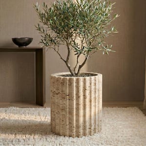 Puede incluir: Un olivo en maceta en una maceta cilíndrica beige texturizada. La maceta tiene ranuras verticales y se asienta sobre una alfombra blanca y esponjosa. Un cuenco oscuro está sobre una mesa de madera en el fondo. La maceta tiene unos 40 cm de diámetro.
