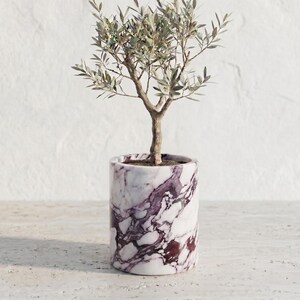 May include: A small olive tree in a cylindrical planter. The planter has a white and purple marble pattern. The tree has a brown trunk and green leaves. The background is a white wall.