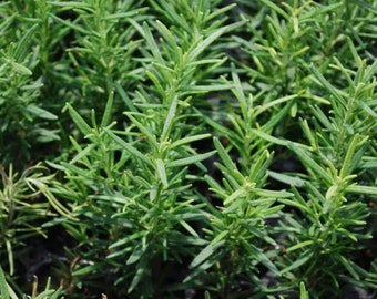 Rosemary herb Plant