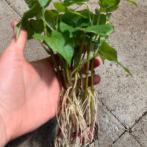 7 Rooted Organic Okinawan Hawaii Purple Sweet Potato Slips Etsy