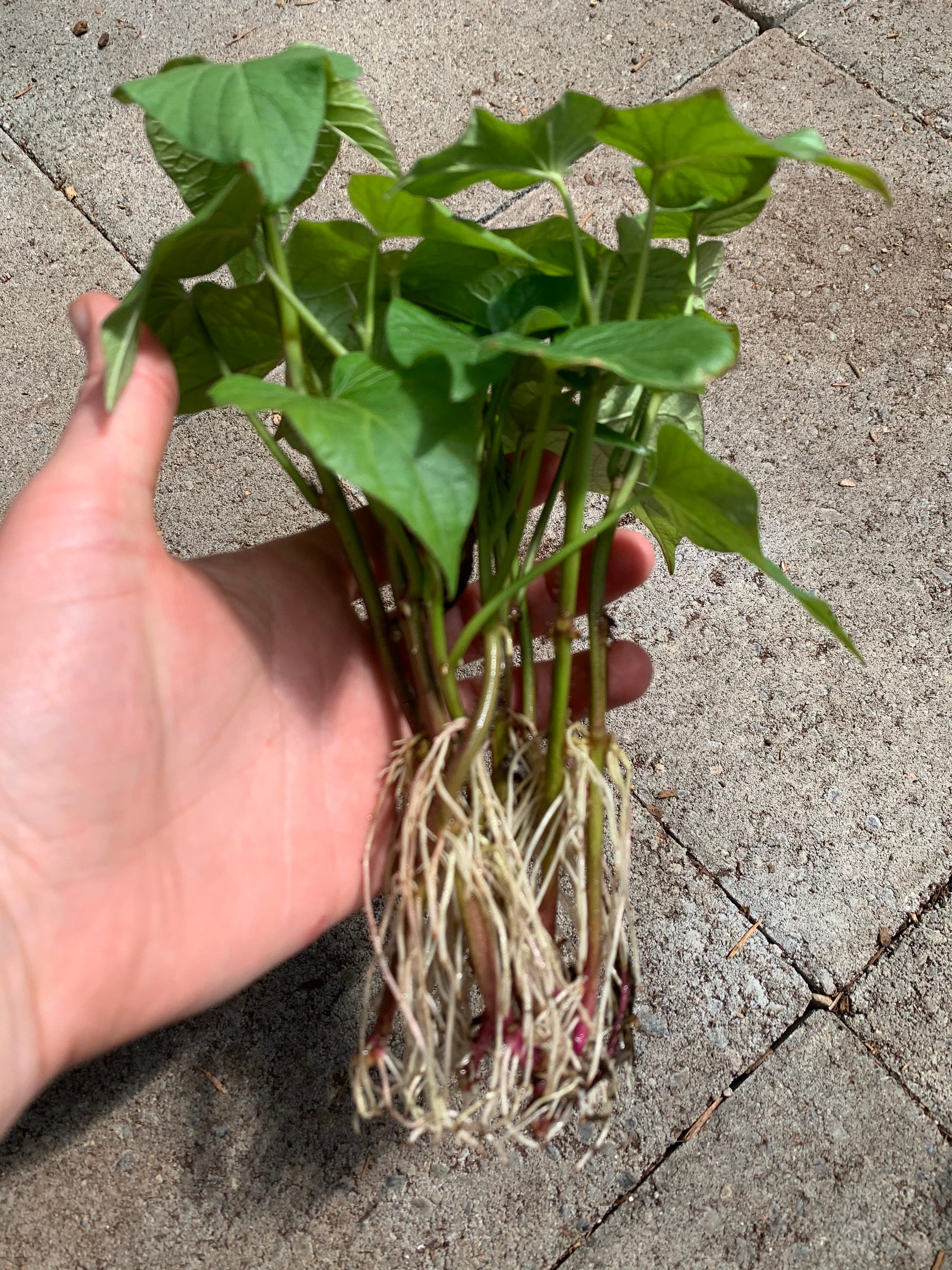 Organic Sweet Potato Slips Vegetable Starts Etsy