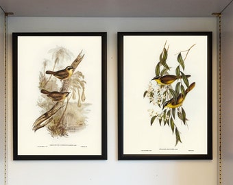 Victorian Bird Illustrations by Elizabeth Gould Prints A3