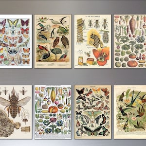 Vintage Victorian Birds Bees Butterflies and Botanical fridge magnets set of 8