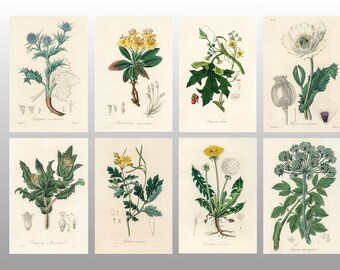 Ensemble de 8 aimants de réfrigérateur Illustrations de la botanique médicale 1836