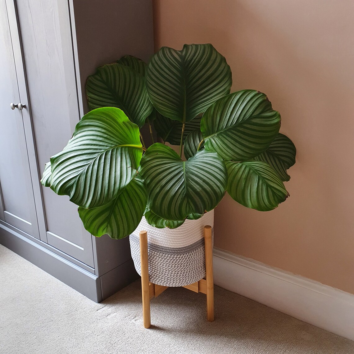 ELLON Extendable 2130cm Bamboo Plant Pot Stand 8in 10in Etsy UK