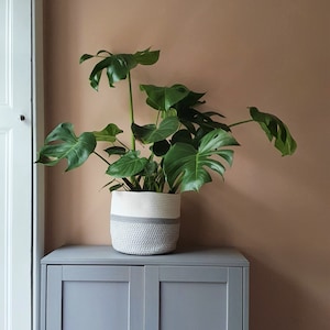 May include: A large potted Monstera plant with bright green leaves. The plant is in a two-tone woven basket, with a grey bottom and white top. The basket sits on a grey cabinet against a peach-coloured wall.