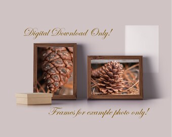 Pinecone Nature Photography Wall Art Digital Download Rustic Holiday Fall Decor Printable Gift