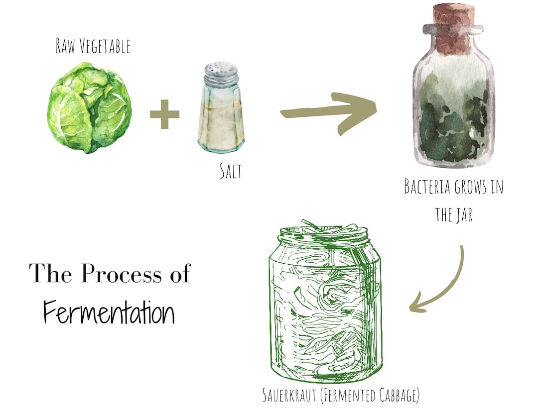 The Process of Fermentation Diagram Science Education - Etsy