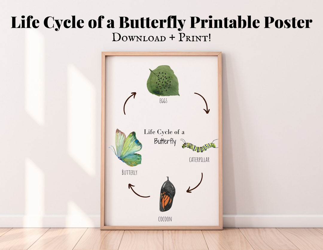 Life Cycle of a Butterfly Drawing | Educational Montessori Poster ...