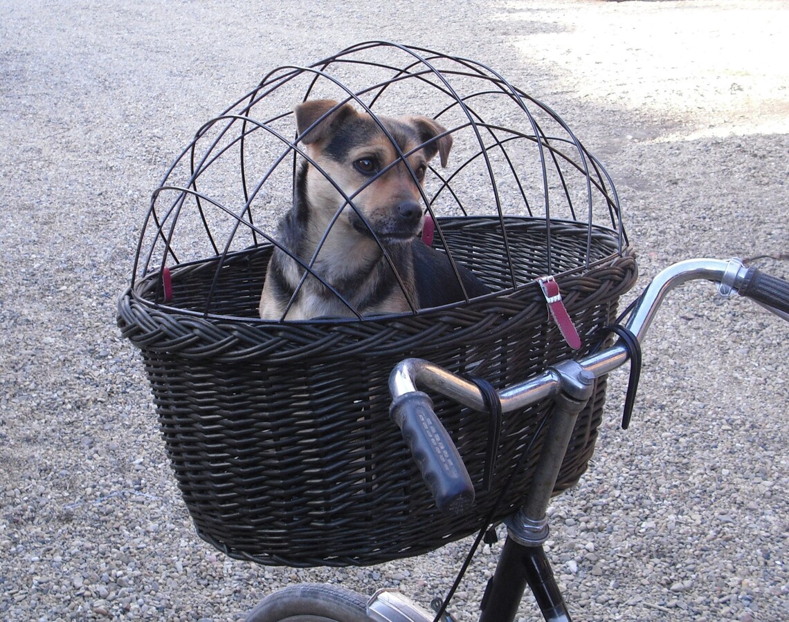 VERY Large bike basket after carrying a dog bike basket black Etsy