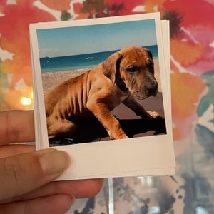 May include: A brown and tan puppy dog with a short, smooth coat sits on a sandy beach. The dog is looking at the camera with its tongue slightly sticking out. The background is a blue ocean and a clear sky.