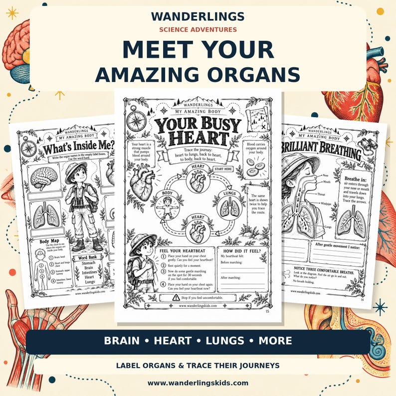 May include: Three educational activity sheets titled Wanderlings Science Adventures Meet Your Amazing Organs. The pages feature black and white line drawings of human anatomy, including a brain, heart, and lungs, with text prompts.