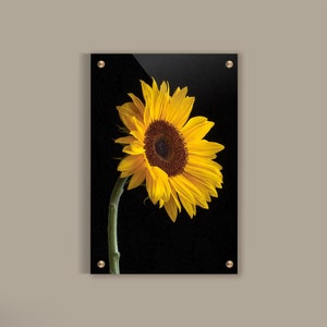 Sunflower Photography, Farmhouse Wall Decor, Yellow Floral Wall Art, Wildflowers Decor, Bright Glass Bedroom Decor