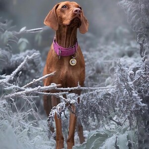 May include: A brown and white Vizsla dog with a pink collar and a gold tag stands in a snowy forest. The dog is looking up and its ears are perked up.