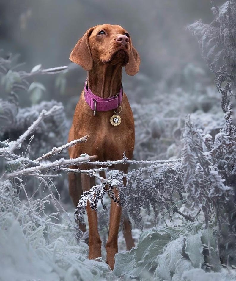 May include: A brown and white Vizsla dog with a pink collar and a gold tag stands in a snowy forest. The dog is looking up and its ears are perked up.