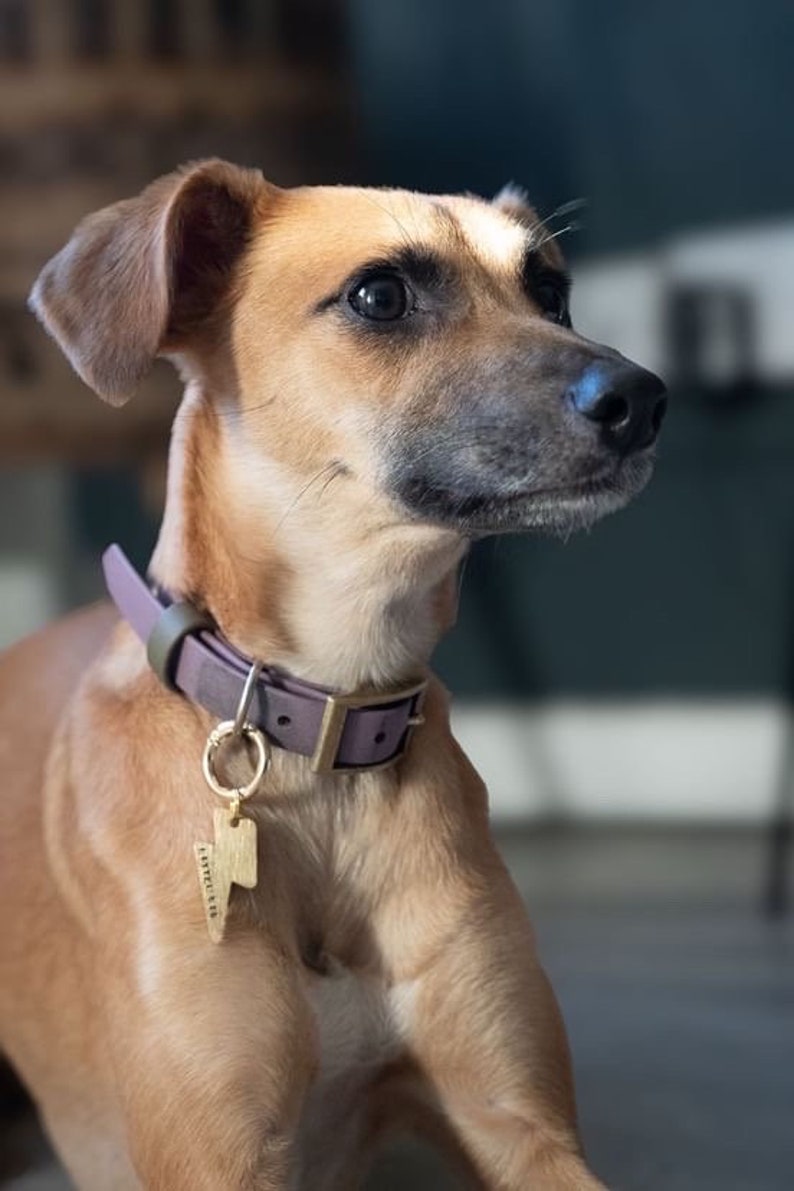 May include: A tan and brown dog with a purple leather collar and a gold lightning bolt tag that says "I'm Electric" is looking to the right.