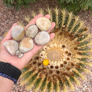 Custom order for Mylilybee1. West Coast Beach Stone Cabinet Knobs: Natural Ocean Pebble Drawer Pulls, brushed nickel hardware, quantity 10