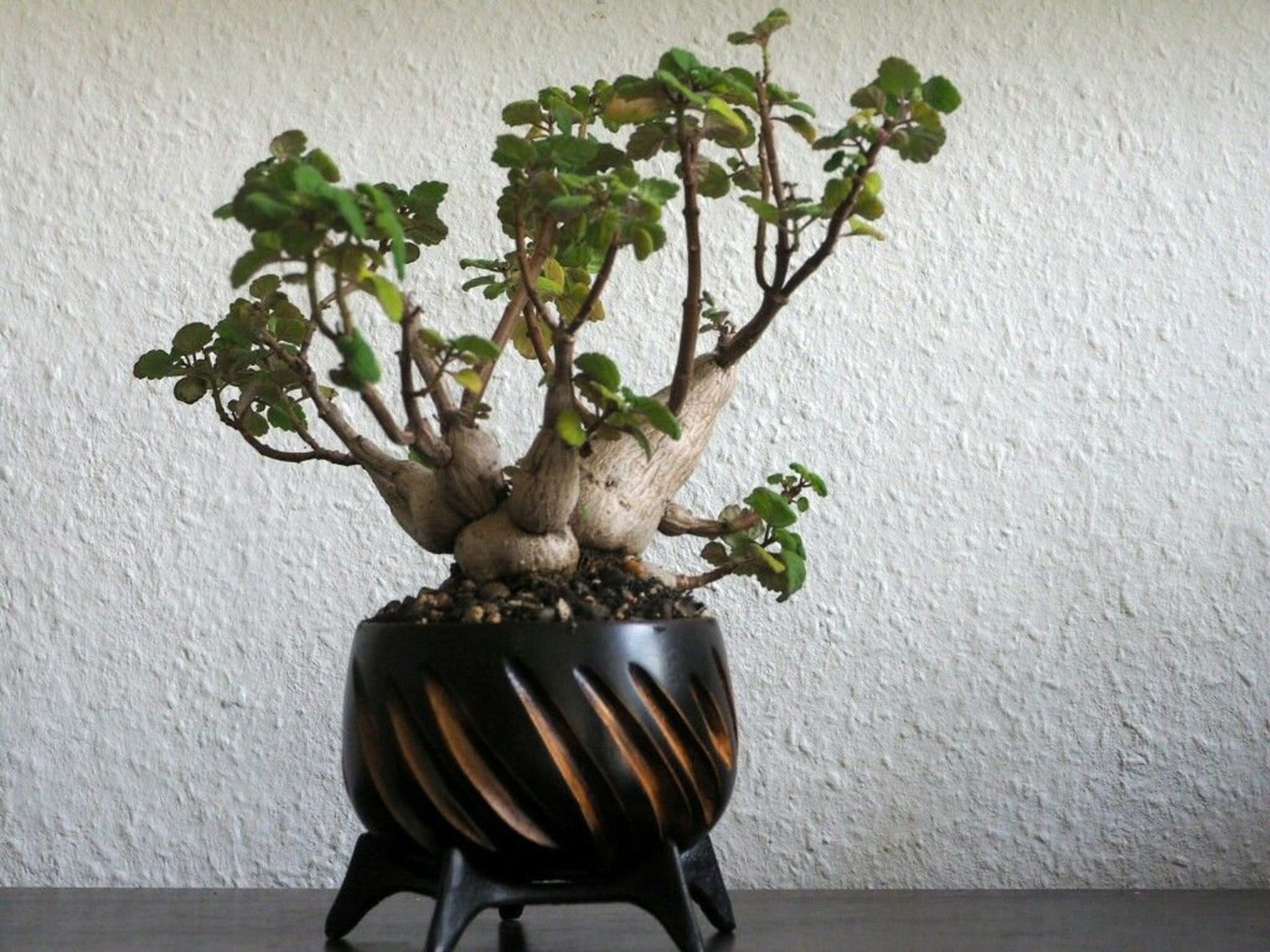 23 Bonsai Mint Plectranthus Ernstii Etsy