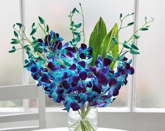 12 tiges d’orchidées bleues électriques importées fraîchement coupées