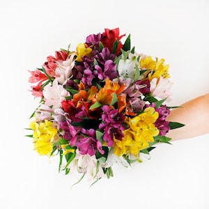 10 Stems of Fresh Cut Alstroemeria (Peruvian Lilies)