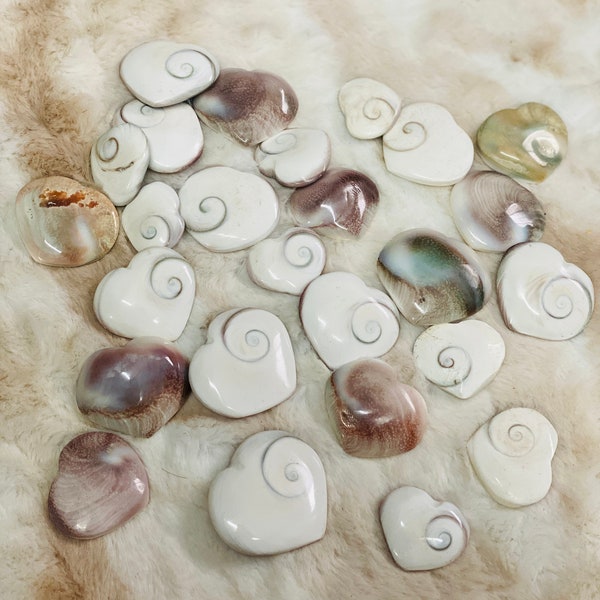 Heart Shaped Shell - Etsy