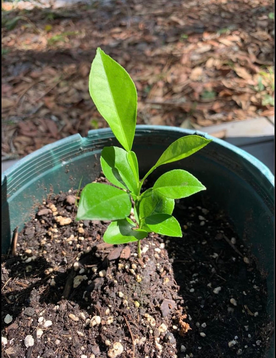 Live Sour Orange Tree Seedling Etsy