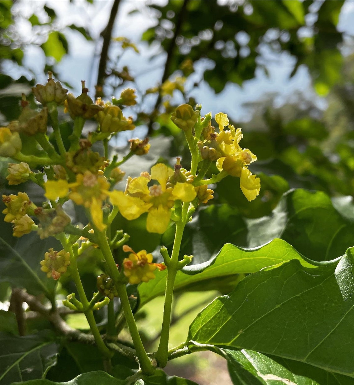 Live peanut butter fruit tree seedling Etsy