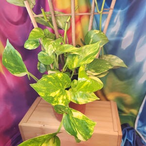 Hawaiiaans Pothos