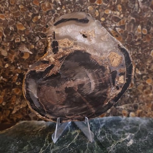 Blue Forest Petrified Wood Slab, rough