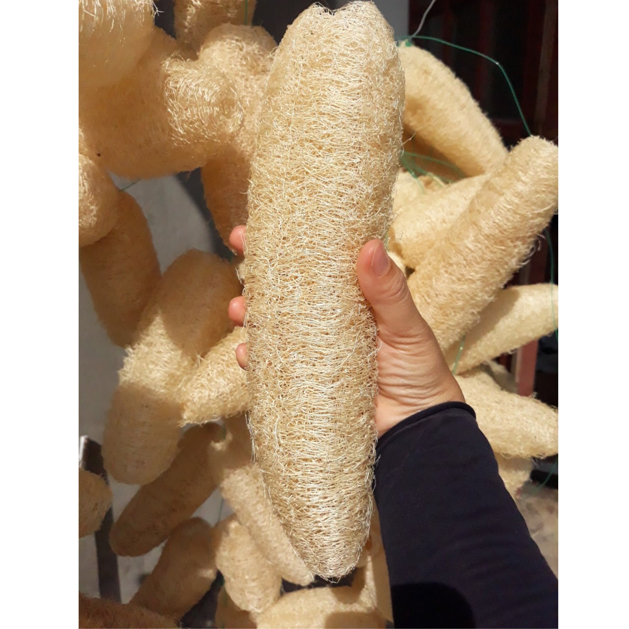 Whole loofahs 4 Pcs Loofah Sponge Bulk Loofah Natural Etsy