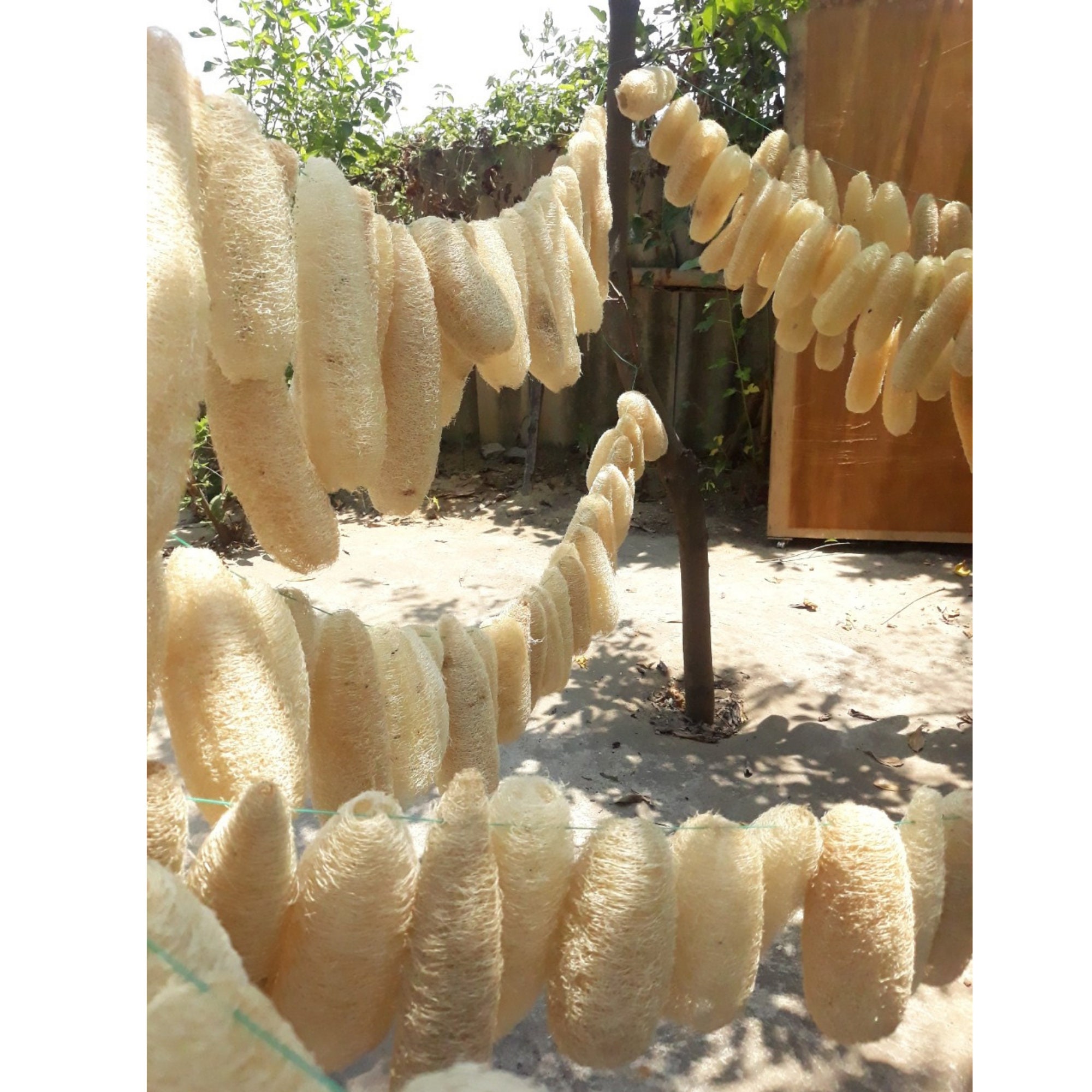 4 Oz Ground Loofah Powder Botanicals Additives for Soap Etsy