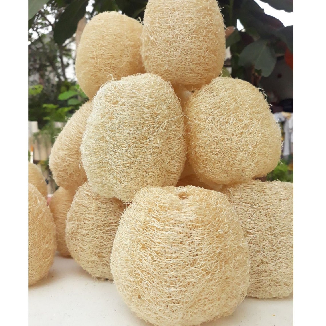 Whole Loofah 4 Pcs Loofah Sponge Bulk Loofah Luffa Lufa Etsy