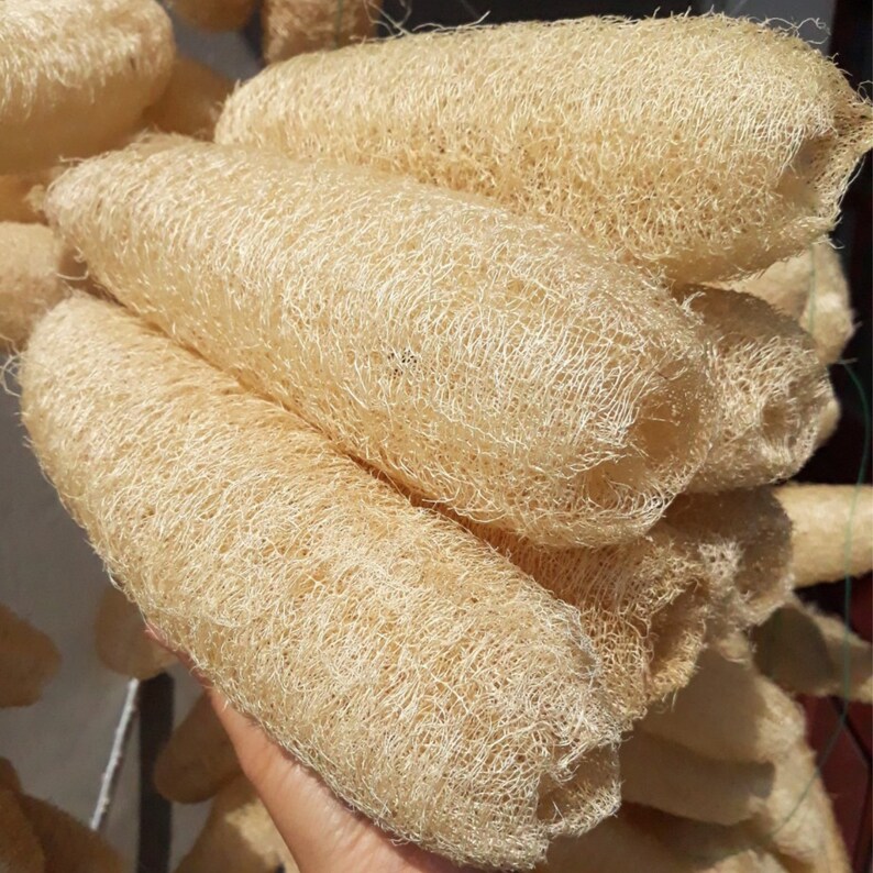 Whole loofahs 4 Pcs Loofah Sponge Bulk Loofah Natural Etsy