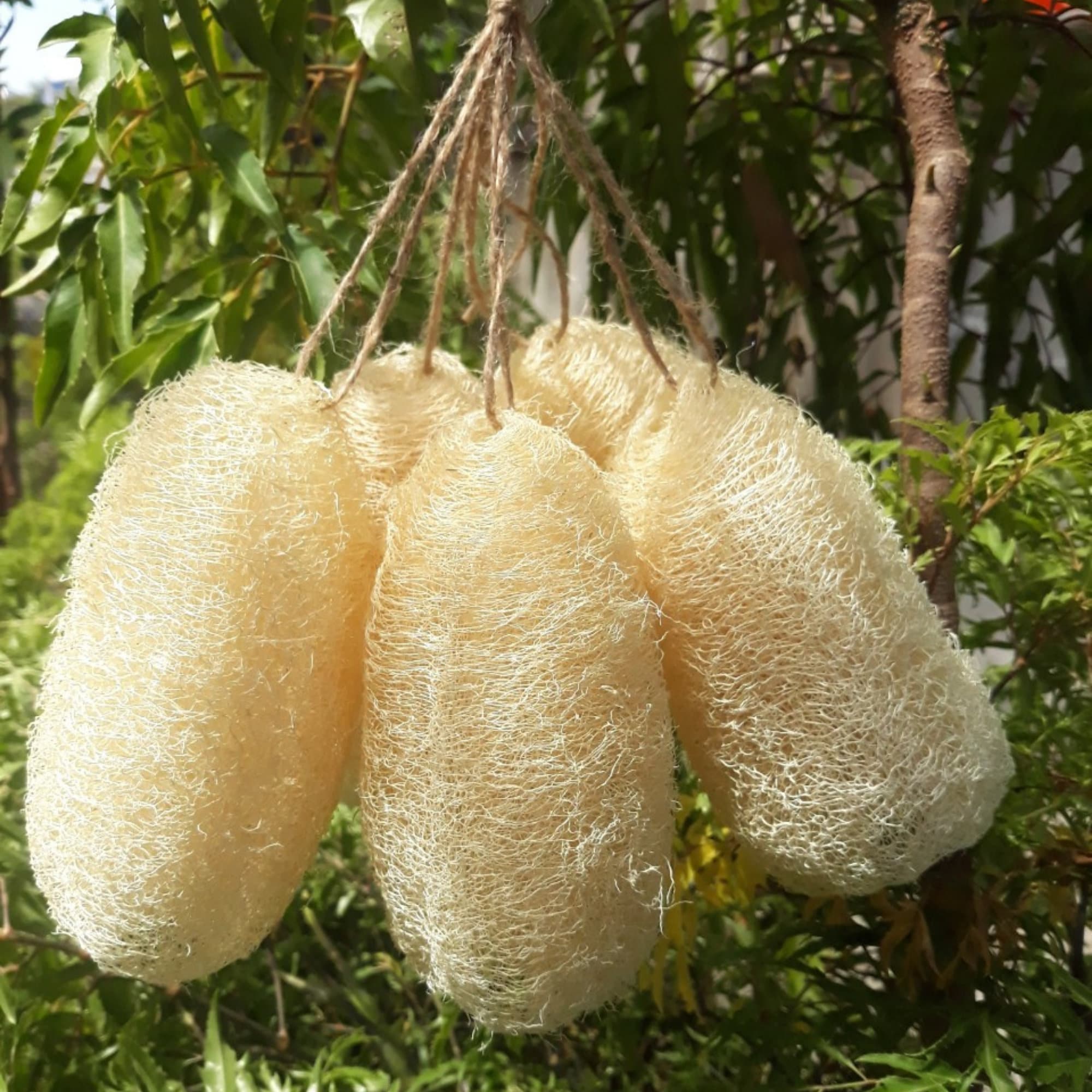 Whole loofahs 4 Pcs Loofah Sponge Bulk Loofah Natural Etsy