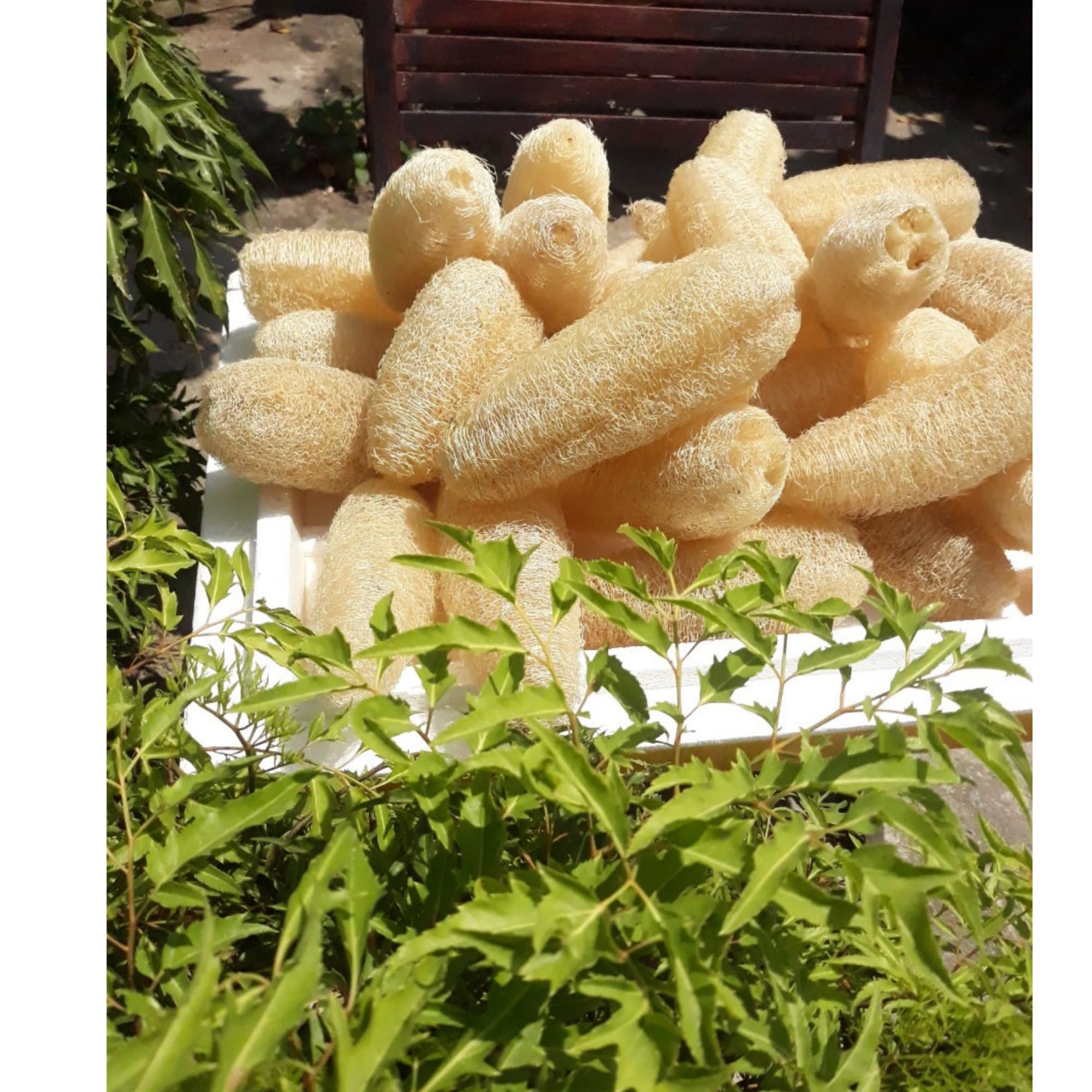 4 Oz Ground Loofah Powder Botanicals Additives for Soap Etsy