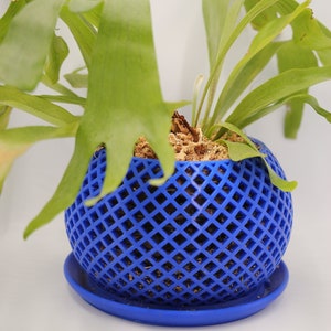 May include: A blue, spherical, mesh planter with a matching saucer. The planter is filled with brown moss and a green plant with long, thin leaves.