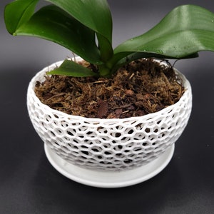 Large Bowl Orchid Pot