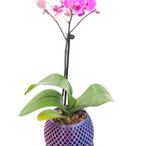May include: A pink orchid plant in a purple and blue iridescent pot with a diamond pattern. The pot has a matching saucer.